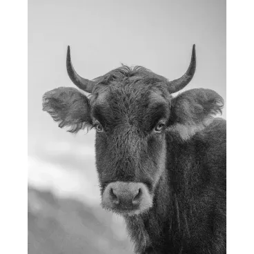 Shooting Photo Animalier en Corse – Marina Scaglia x Bella Concept Dog