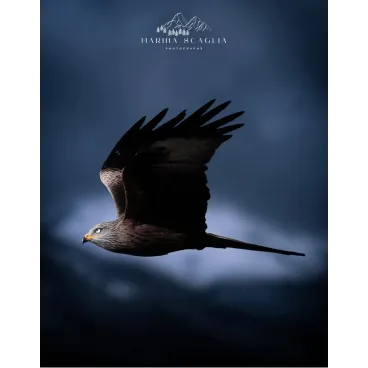 Shooting Photo Animalier en Corse – Marina Scaglia x Bella Concept Dog