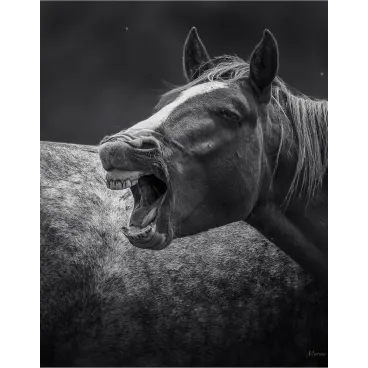 Shooting Photo Animalier en Corse – Marina Scaglia x Bella Concept Dog