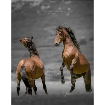 Shooting Photo Animalier en Corse – Marina Scaglia x Bella Concept Dog