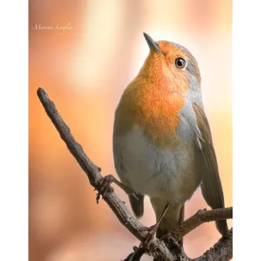 Shooting Photo Animalier en Corse – Marina Scaglia x Bella Concept Dog