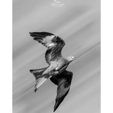 Shooting Photo Animalier en Corse – Marina Scaglia x Bella Concept Dog