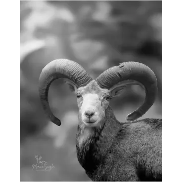 Shooting Photo Animalier en Corse – Marina Scaglia x Bella Concept Dog