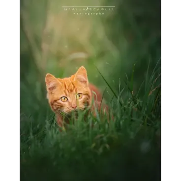 Petit chat roux sous l’objectif de maria scaglia