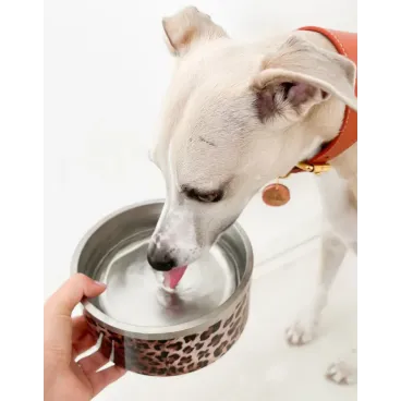Gamelle chien en inox motif léopard – prise en main – Bella Concept Store Dog