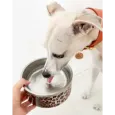 Gamelle Léopard Inox pour Chien & Chat - Élégance Féline & Confort Quotidien
