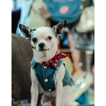 veste jean's chien unique corse Bella Concept Store  Dog