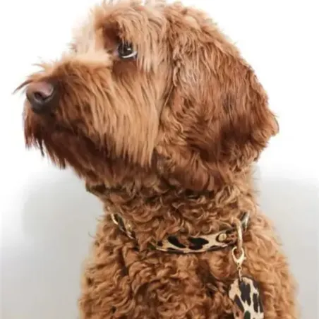 Collier Léopard pour Chien – Studio Nala