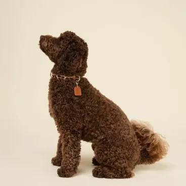 Collier Léopard pour petit chien - Studio Nala - mode canine