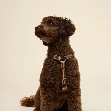 Harnais Léopard pour Chien – Studio Nala
