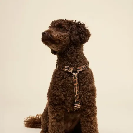 Harnais Léopard pour Chien – Studio Nala