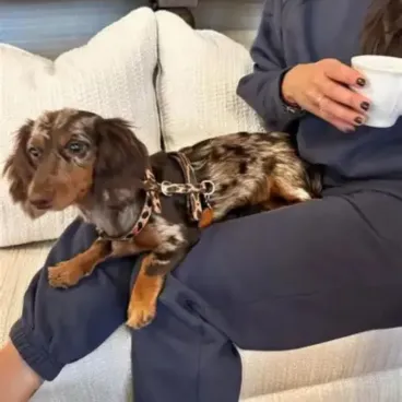 Chien portant le harnais Léopard Studio Nala