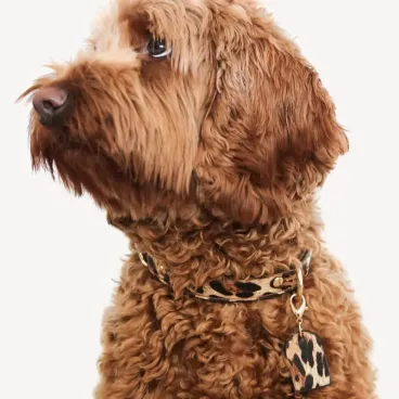 collier-leopard-chien-chic-bella-concept-store-dog