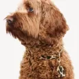 Collier Léopard pour chien - Luxe & confort