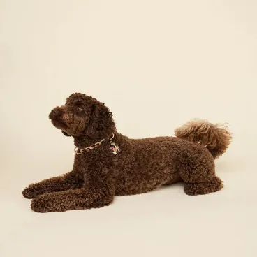 collier-pour-chien-leopard-cuir-vegan