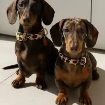 Collier Léopard en Cuir Végan – Luxe & Confort - Bella Concept Store