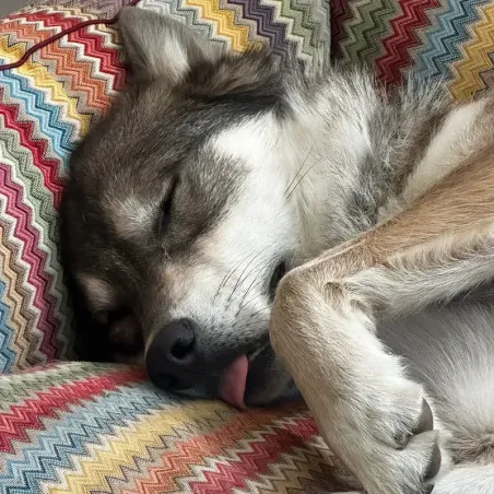 Panier pour chien ZicZac – Confort apaisant haute couture