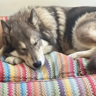Bella reposant dans le panier ziczac - douceur et élégance du motif multicolore