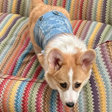 Corgi allongé dans le panier ziczac  - Confort orthopédique et style iconique