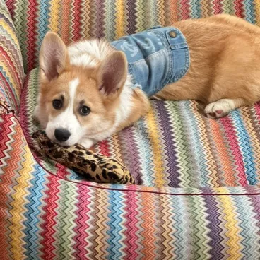 Vinyle le corgi dans le panier ziczac couchage haut de gamme Bella Concept Store Dog