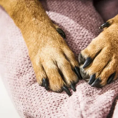 Panier pour chien Tubor classique Rose - LABONI