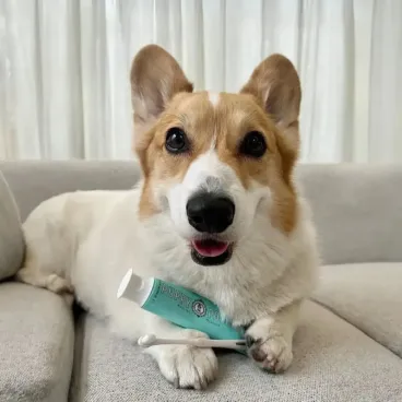 Petit chien tenant la brosse à dents pour chien