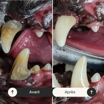 Avant et après brossage des dents du chien avec dentifrice wag and bright