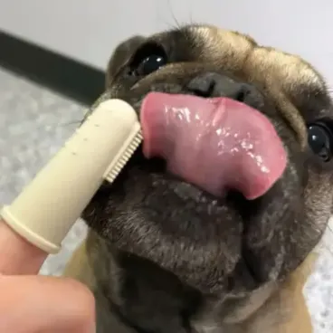 Brosse à dents doigtier en silicone souple pour hygiène dentaire chien