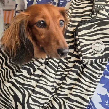 Sac bandoulière pour chien zèbre chic - Liberté, confort & style