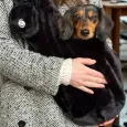 Sac de transport pour chien - Noir duveteux