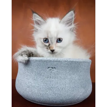 Chat utilisant la gamelle Rocky en pierre naturelle - bol chic et solide