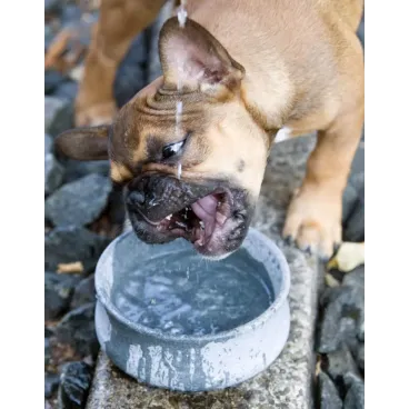 Gamelle Rocky utilisée en extérieur  - Pierre naturelle résistante aux conditions extrêmes