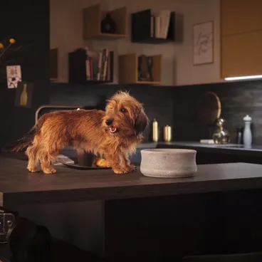 gamelle rafraîchissante chien chat Laboni