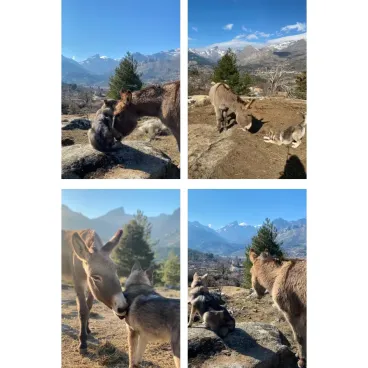 Doudou Peluche pour Chien - Lélu l'Âne Corse, Compagnon Authentique et Réconfortant
