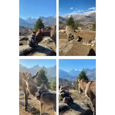 Doudou Peluche pour Chien - Lélu l'Âne Corse, Compagnon Authentique et Réconfortant
