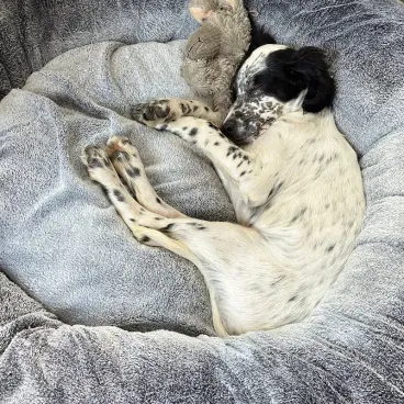 couchage donut chien apaisant et douillet