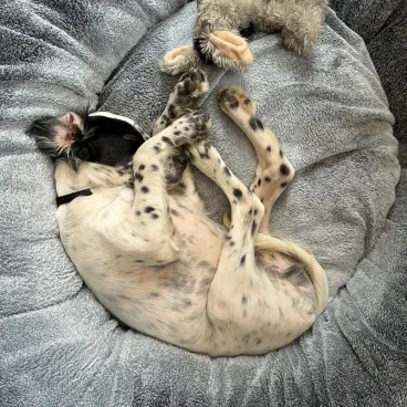 panier rond chien velours doux - gris bleuté