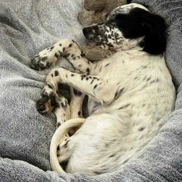 coussin pour chien forme rond donut - coloris gris