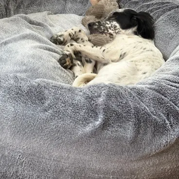 coussin donut chien haut de gamme