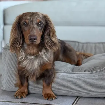 Panier pour chien en velours côtelé beige dans un intérieur moderne et lumineux