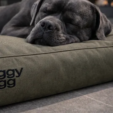 Grand chien confortablement installé sur coussin Doggy Bagg toile outdoor haut de gamme