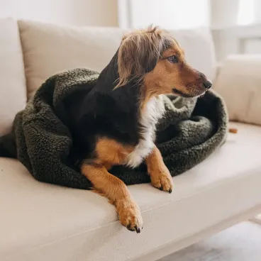 Gigoteuse pour chien et chat  effet cocon