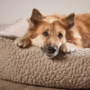 Panier pour chien Bellagio écru - Laboni
