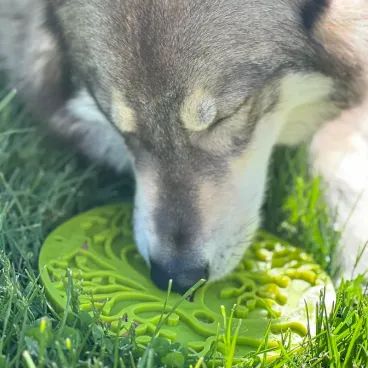 Utilisation du tapis à lécher SodaPup pour apaiser un chien stressé