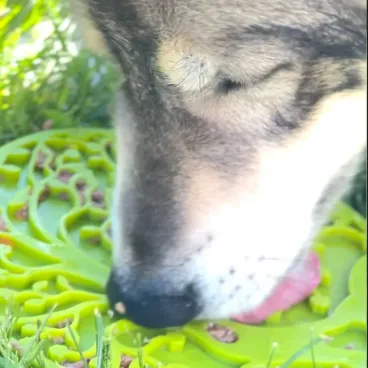 Tapis à lécher Arbre de Vie SodaPup compatible congélateur – usage enrichissement