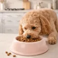 Gamelle rose pour chien & chat en céramique - Cafide Gamelle rose pour chien & chat en céramique - Cafide