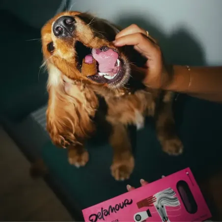 Moelleux pelage soyeux pour chien Delamour