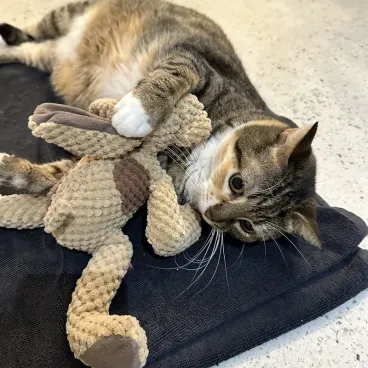 jouet-chien-couineur-floppy