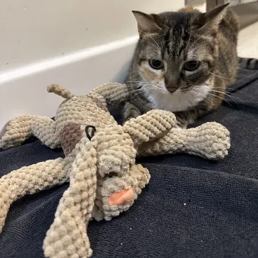 peluche-chien-chat-doudou