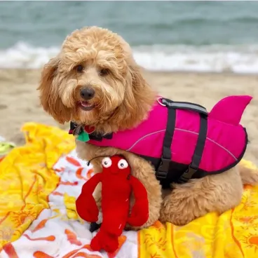 doudou-chien-peluche-homard-doux